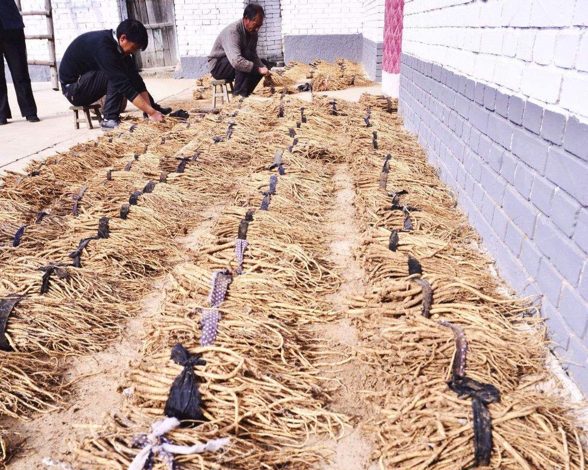 致富种植专业合作社_怎样种植致富_致富种植业
