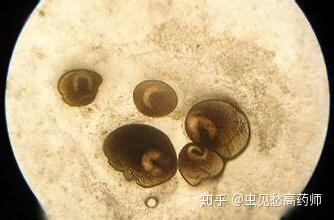 致富经岛大黄鱼养殖_黄鱼养殖基地_致富经养黄颡鱼视频全集