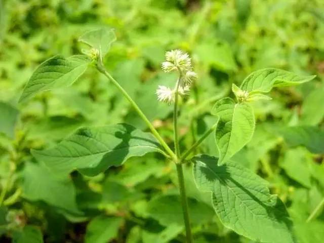 陕西小竹笋种植技术_笋竹的种植_竹笋高产栽培技术视频