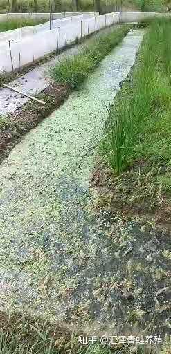 野生青蛙数量陡降，人工养殖商机大好
