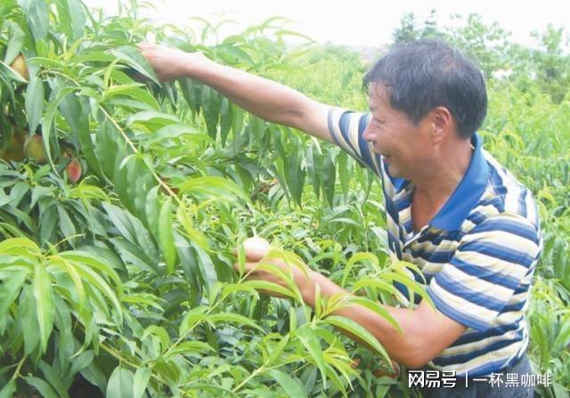 致富经种植桃树_致富种植桃树图片大全_桃树种植增收致富