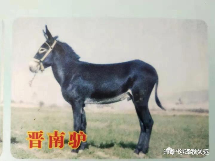 驴肉养殖场_驴肉养殖致富项目_致富养殖驴肉项目怎么样