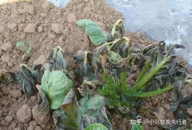冬枣大棚种植新技术_冬枣大棚管理技术_大棚的冬枣好吃吗