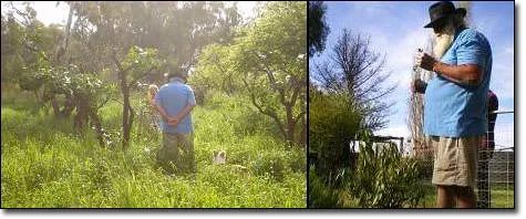 种植塔层技术是什么_九层塔种植技术_塔菜种植