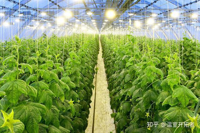 农业发达的秘密就隐藏这里：温室蔬菜种植与管理新技术