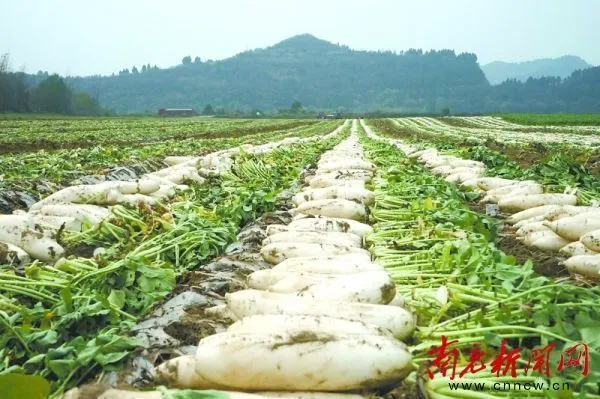 韩国白罗卜种植技术_韩国白萝卜种植技术_韩国白萝卜种植株行距