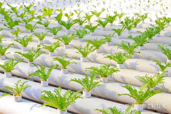 释迦栽培技术_温室种植释迦技术_释迦养殖技术