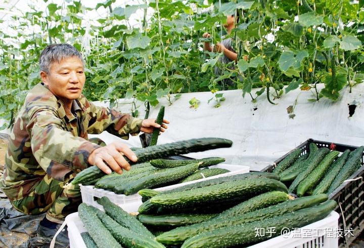 温室种植释迦技术_释迦养殖技术_释迦栽培技术