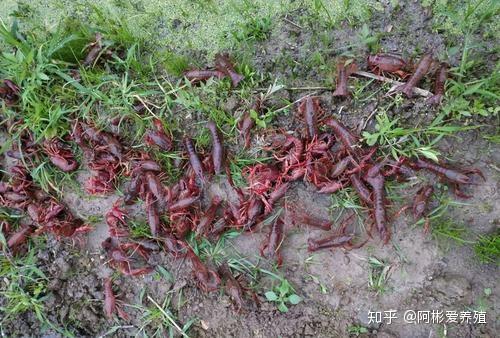 农广天地龙虾养殖技术_农广天地小龙虾养殖_龙虾养殖基地图
