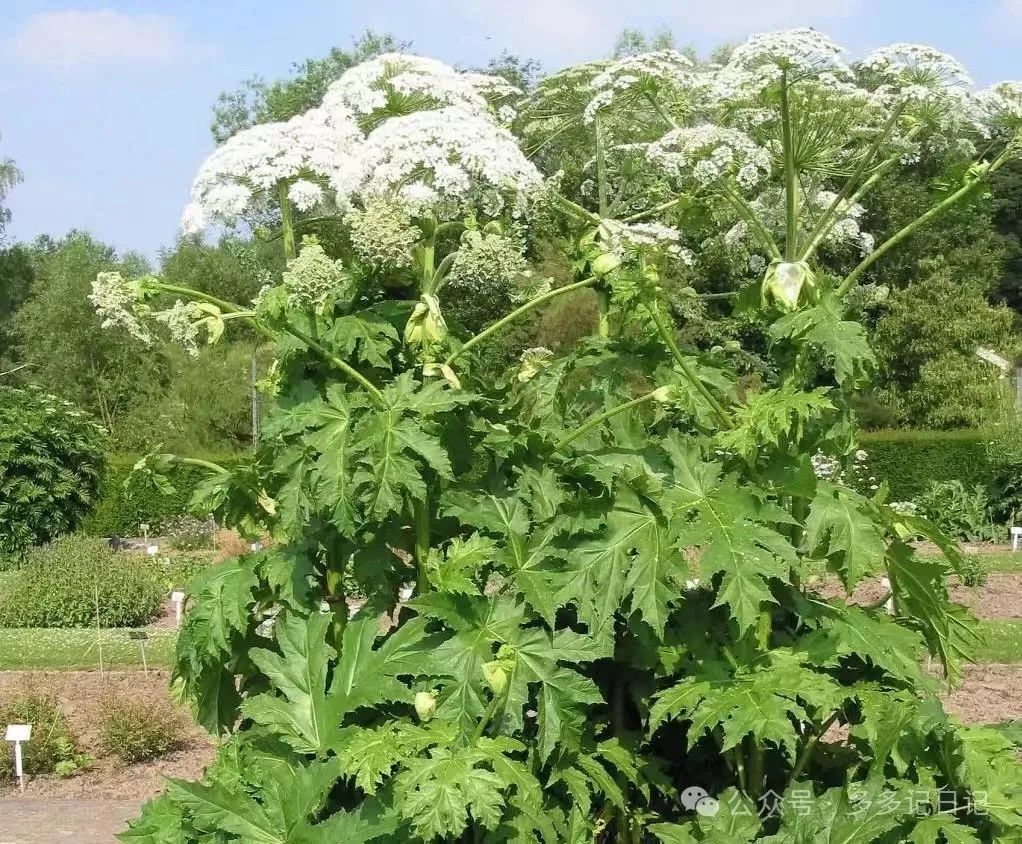 种植白芷技术要求_种植白芷技术与管理_白芷种植技术