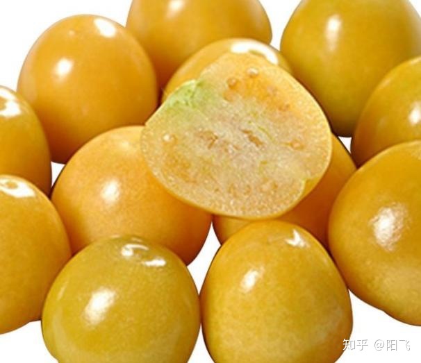 农民种植特种蔬菜洋姑娘，掌握好种植技术要点，每亩收益3万以上