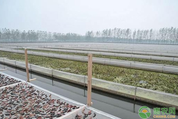 水蛭养殖技术与销路_养殖销路水蛭技术要求_养殖销路水蛭技术视频