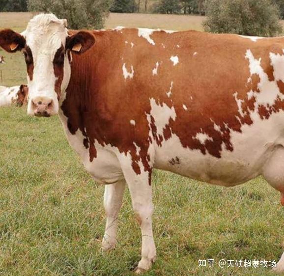 上蔡夏洛莱牛养殖致富经_上蔡夏洛莱牛养殖致富经_上蔡夏洛莱牛养殖致富经