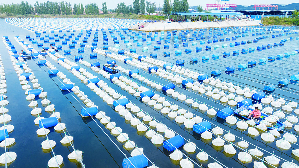养殖销路水蛭技术视频_水蛭养殖技术与销路_水蛭养殖前景和销路