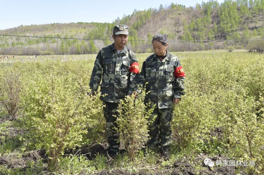 致富经黑加仑_致富经黑加仑_致富经黑加仑