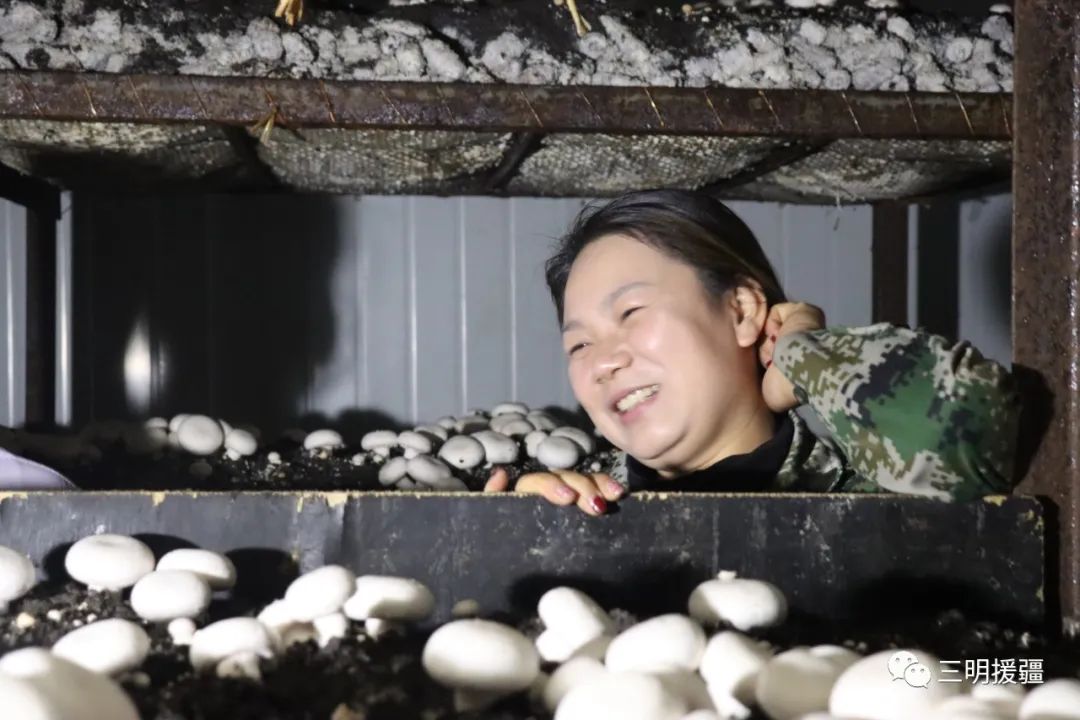 种蘑菇致富_种植致富菇视频_致富经种香菇的视频