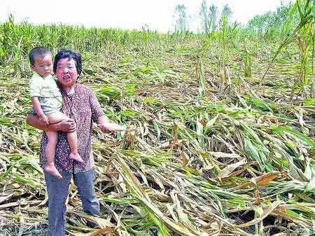 粘苞米什么品种的种子好还甜_黏玉米种植效益_致富经粘苞米