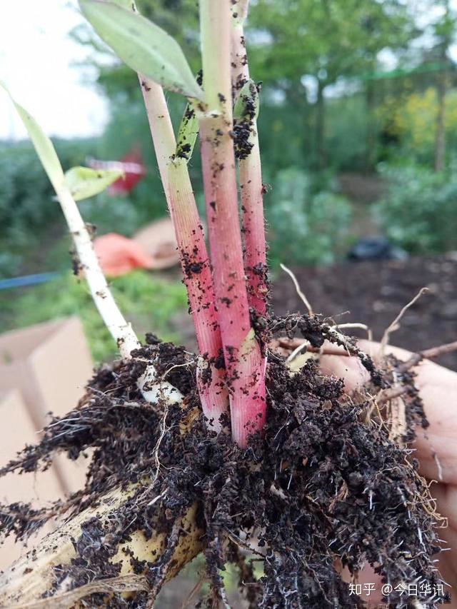 云南种植蘑菇致富_云南蘑菇种植合作公司_云南蘑菇种植基地