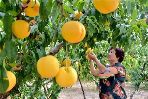 金果种植育苗总基地_致富金果种植_致富种植金果视频