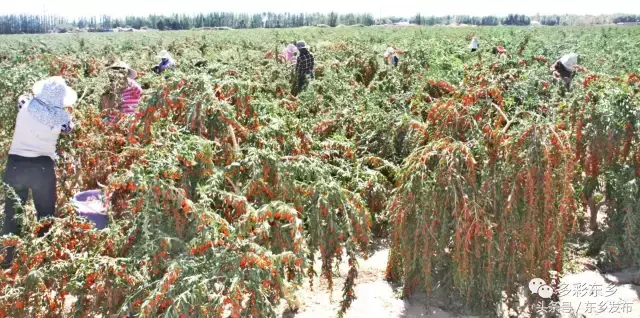 黑枸杞种植致富_种植黑枸杞前景如何_黑枸杞子种植
