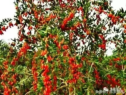 黑枸杞子种植_黑枸杞种植致富_种植黑枸杞前景如何