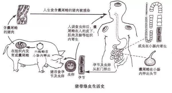 为什么淡水鱼生吃不安全？