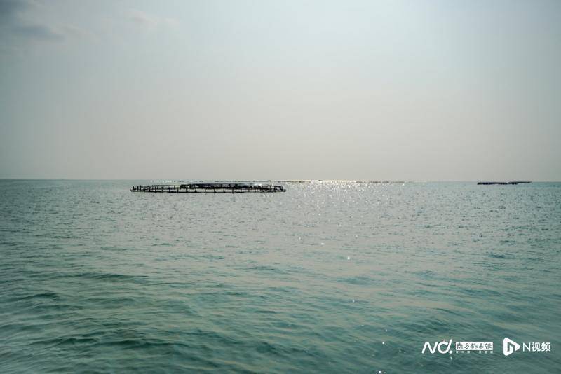 湛江养殖致富地_湛江养殖什么好养又赚钱_湛江农村养殖什么好