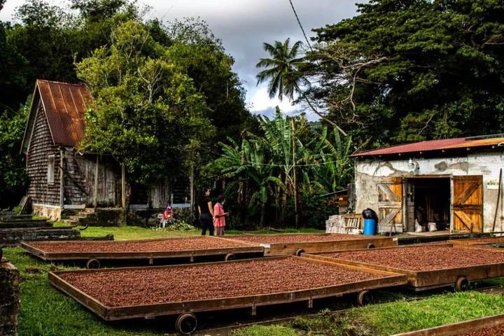 regenagri认证可为全球小型再生种植者开辟通往国际市场的道路。