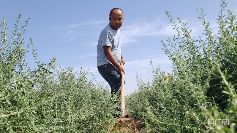 乡村振兴“新”面貌|中草药种植赋能乡村振兴