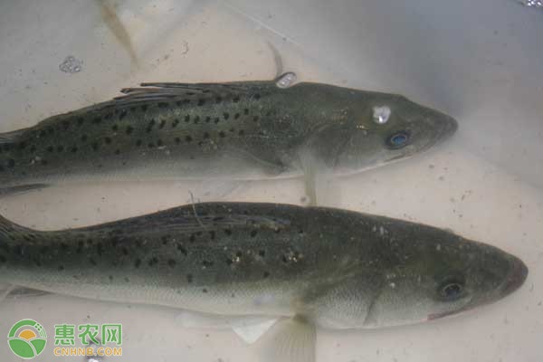 松江鲈鱼养殖_松江鲈鱼的养殖技术_养殖松江鲈鱼技术视频