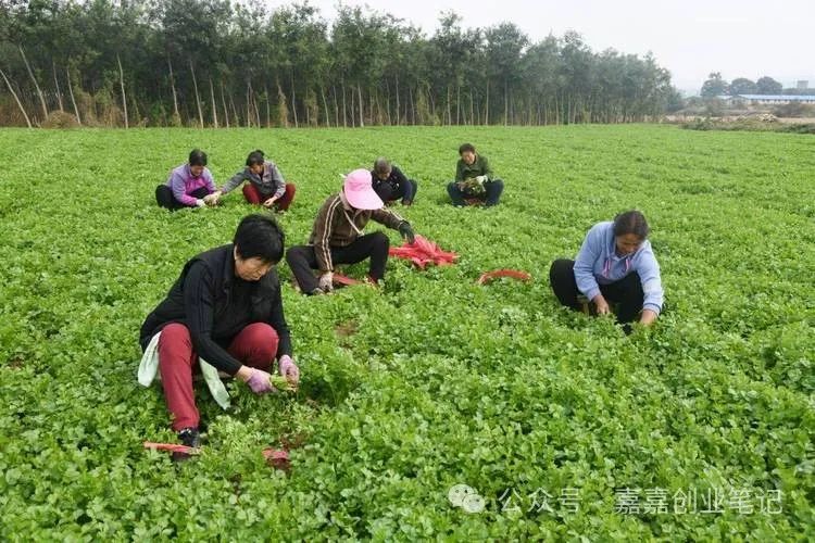 致富养殖项目新闻稿_致富新项目养殖_致富养殖项目新闻报道