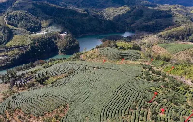 泰顺种植致富果_泰顺种什么水果_农村致富种植