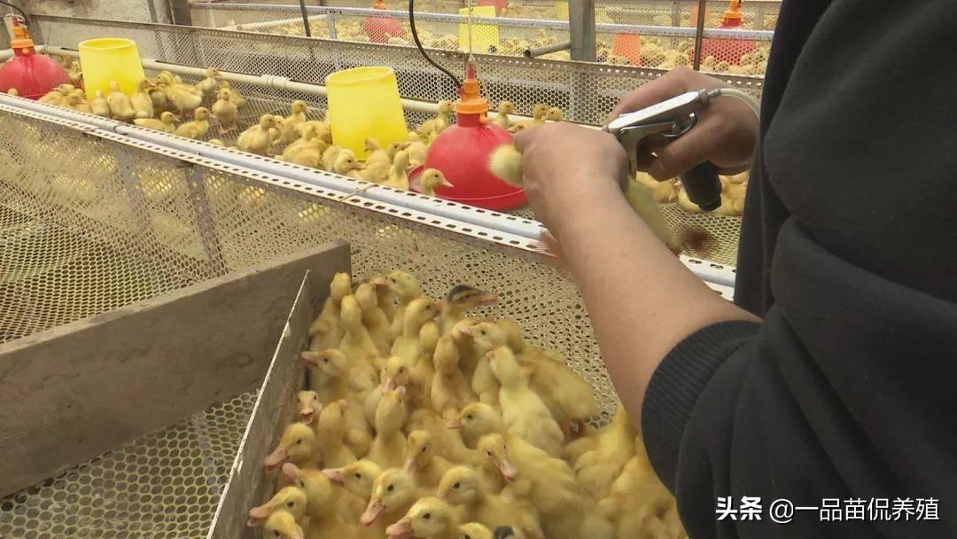 鸭养殖农村技术规范_鸭养殖技术视频_农村鸭养殖技术