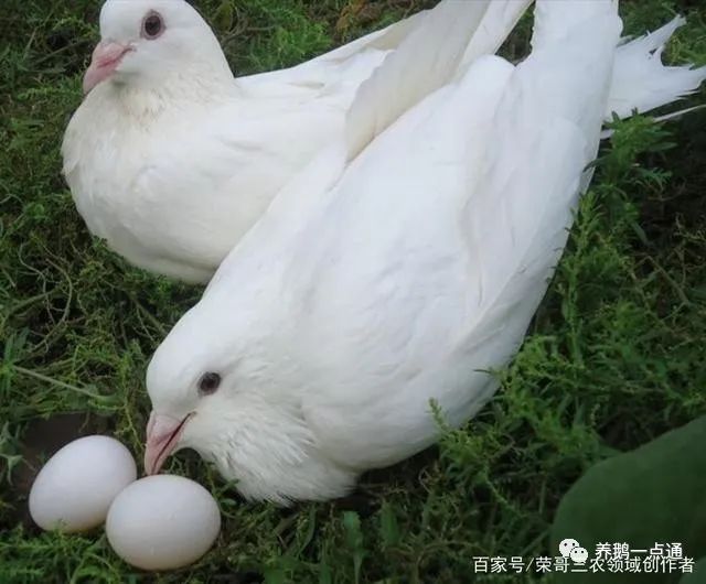 致富穷人养殖小说_适合穷人的养殖生意_穷人养殖什么致富