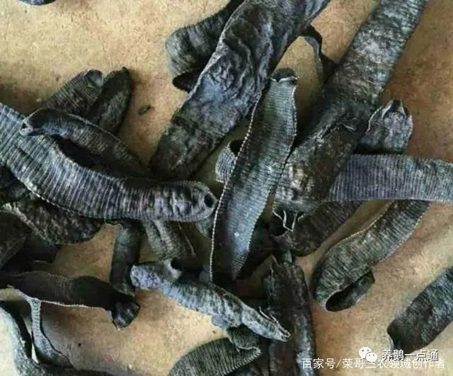 致富穷人养殖小说_适合穷人的养殖生意_穷人养殖什么致富