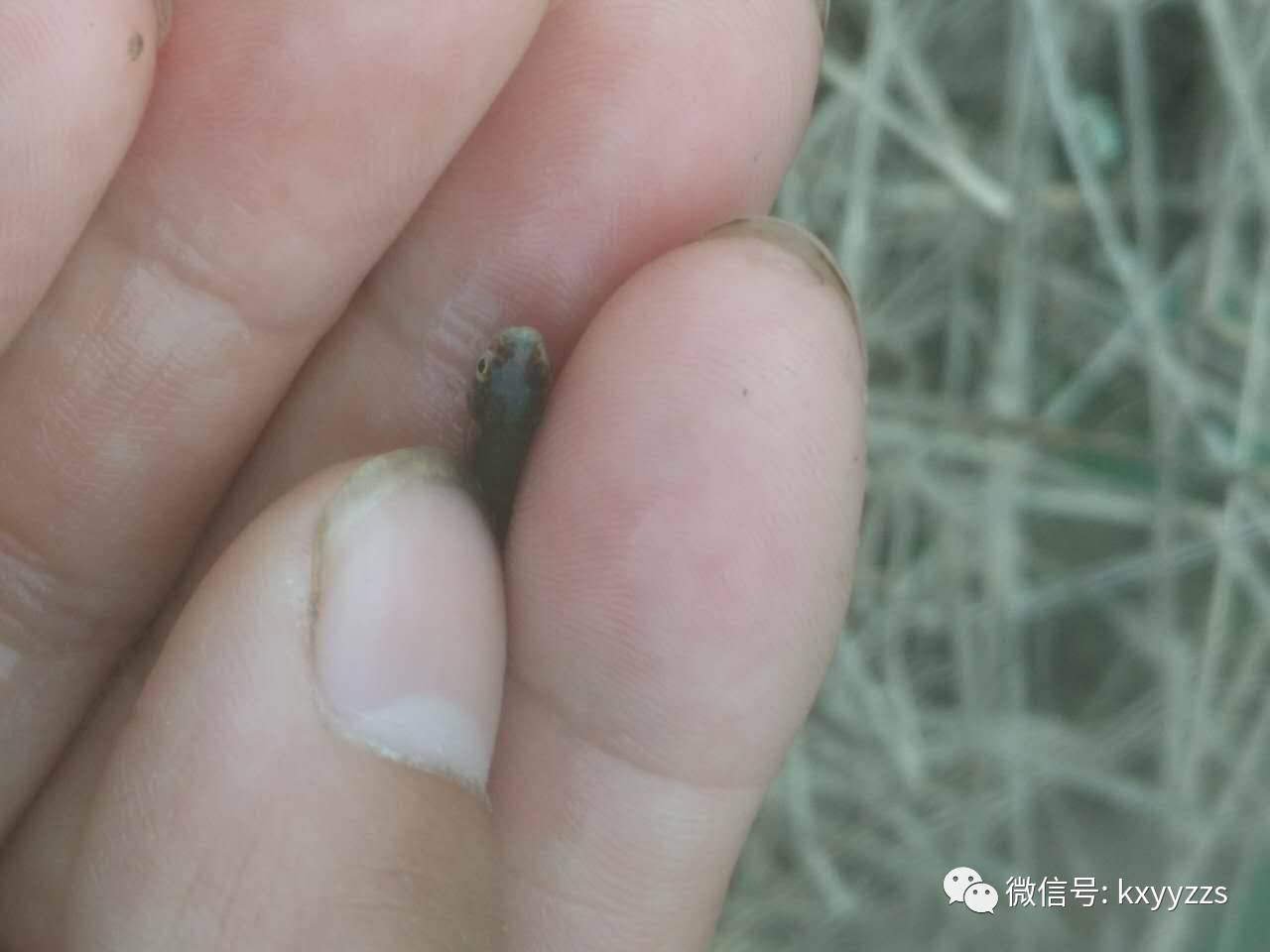 鳜鱼养殖户请收好：饵料鱼鲮鱼苗白头白嘴病简析