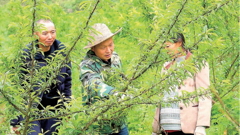 重庆市梁平区人民政府