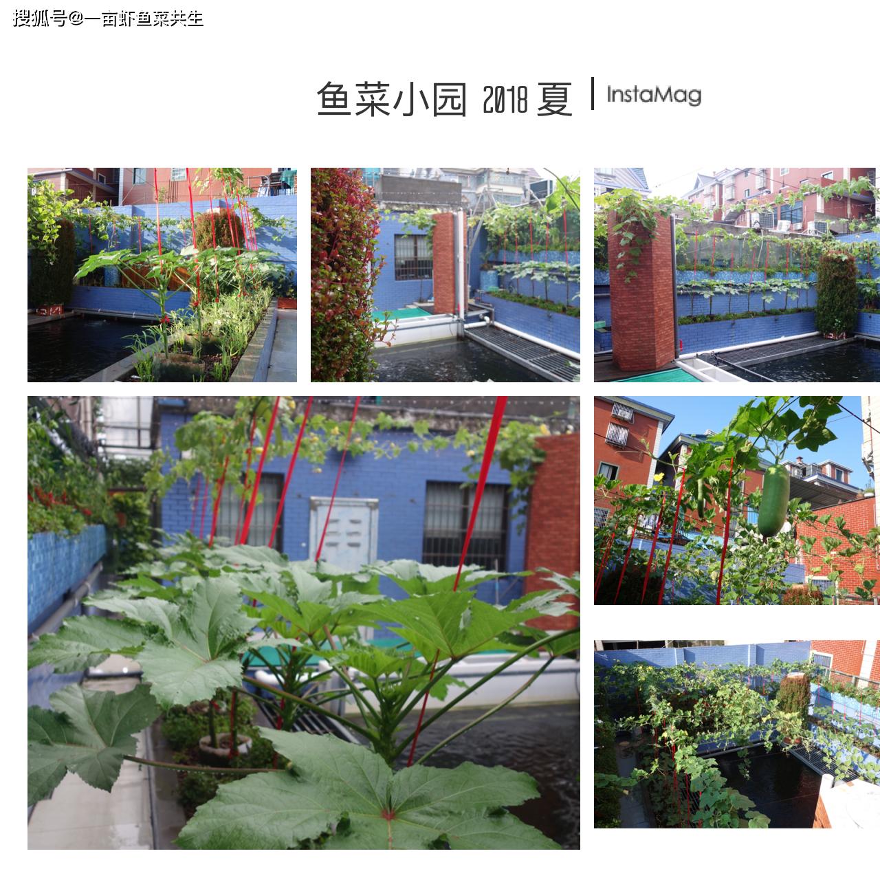 新手学鱼菜共生必读入门指南和学习攻略