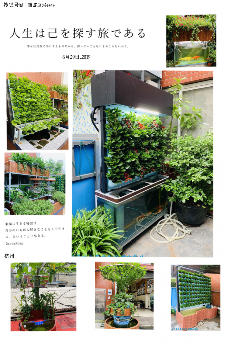 锦鲤养殖场视频_锦鲤鱼养殖技术视频播放_致富经锦鲤鱼养殖视频