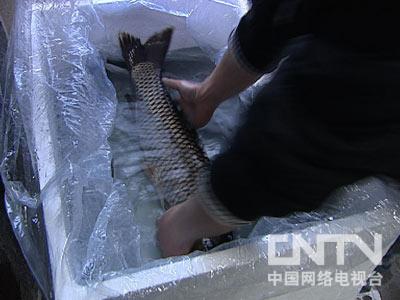 视频致富养殖鳜鱼是真的吗_致富经鳜鱼养殖视频_鳜鱼真实养殖利润
