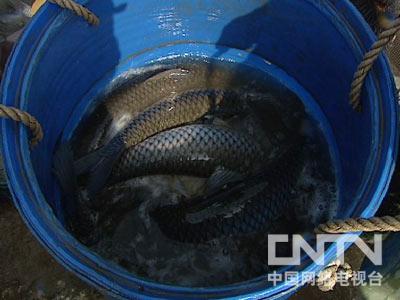 视频致富养殖鳜鱼是真的吗_致富经鳜鱼养殖视频_鳜鱼真实养殖利润