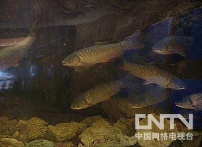 鳜鱼真实养殖利润_致富经鳜鱼养殖视频_视频致富养殖鳜鱼是真的吗