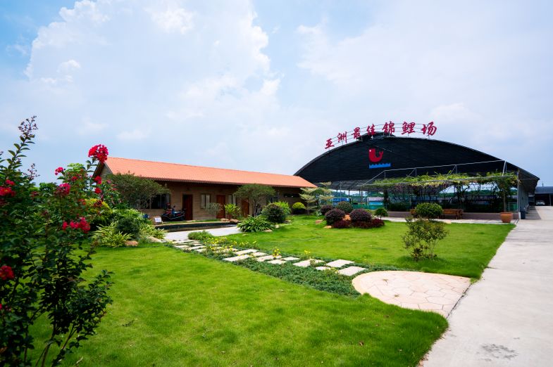 锦鲤鱼养殖技术视频_锦鲤养殖场视频_致富经锦鲤鱼养殖视频