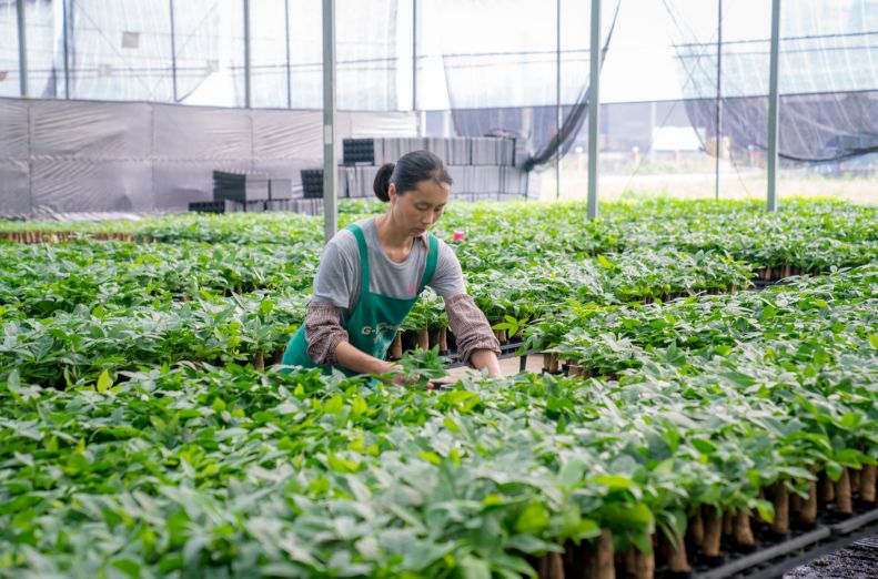 锦鲤养殖场视频_锦鲤鱼养殖技术视频_致富经锦鲤鱼养殖视频