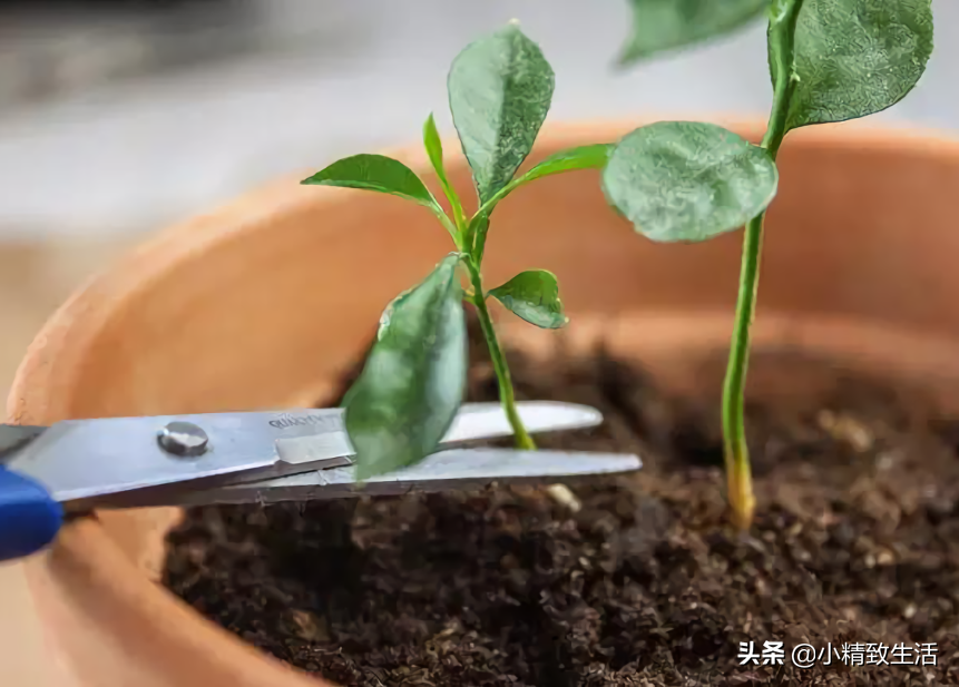 养殖小尾寒羊的技术_养殖蛋鸡技术视频_金弹养殖技术