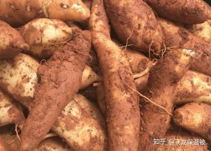 雪莲果的种植技术要点及科学管理