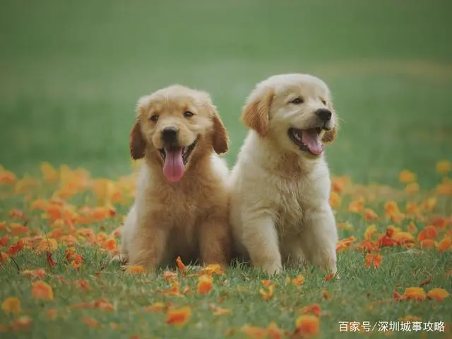 深圳养殖好项目有哪些_深圳养殖企业_深圳养殖动物致富