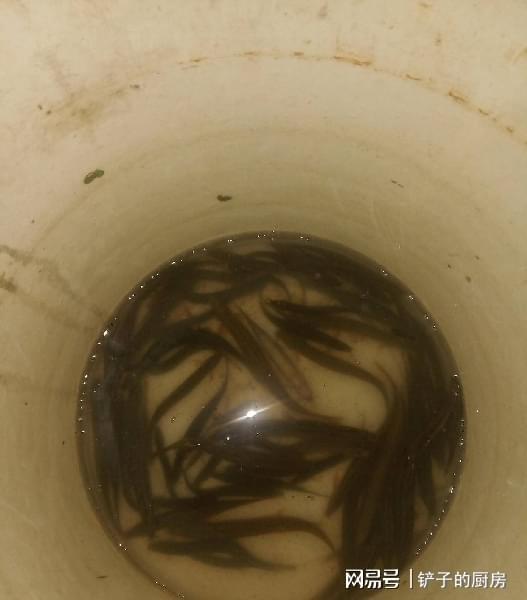 泥鳅鳝鱼养殖技术视频_视频养殖泥鳅鳝鱼技术大全_泥鳅黄鳝养殖视频