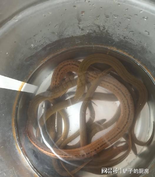 泥鳅鳝鱼养殖技术视频_泥鳅黄鳝养殖视频_视频养殖泥鳅鳝鱼技术大全