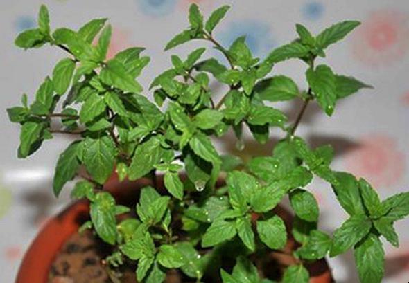 这种菜在农村不用种，茎叶枯了还能活，但城市里基本看不到